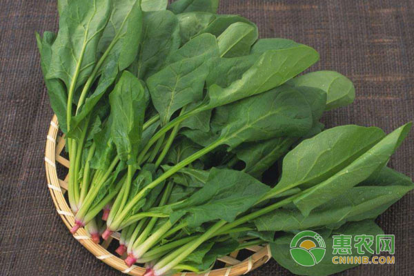 早春菠菜種植技術(shù)講解