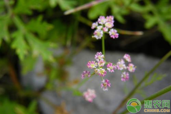 巖茴香種植技術(shù)