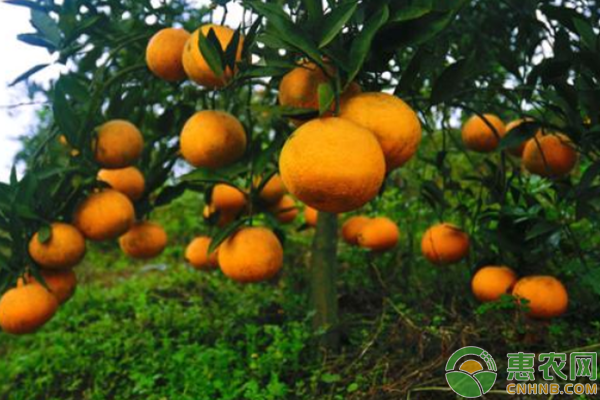 柑橘種植技術(shù)