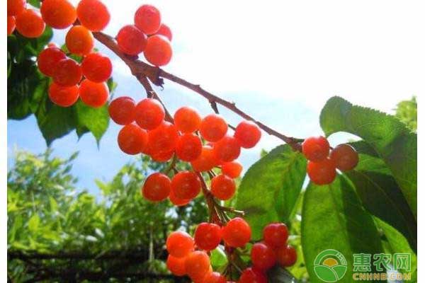 櫻桃種植面積增長這么快，如何才能減少投資損失？