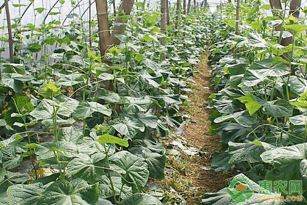 温室黄瓜主要病虫害防治技术