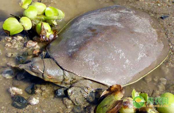 甲魚(yú)怎么養(yǎng)殖？甲魚(yú)養(yǎng)殖六大要點(diǎn)