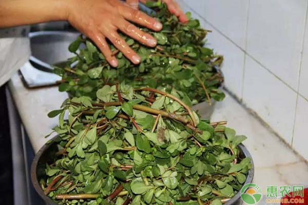 馬莧菜怎么種植？馬莧菜的繁殖、移栽技術(shù)