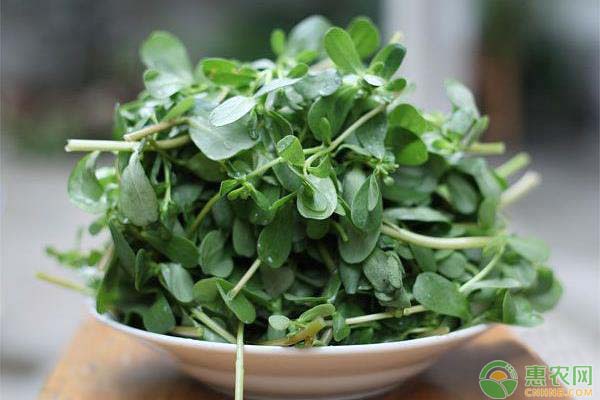 馬莧菜怎么種植？馬莧菜的繁殖、移栽技術(shù)