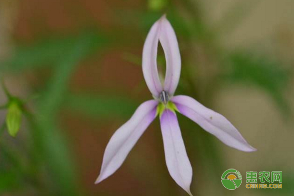 彩星花種植新技術(shù)