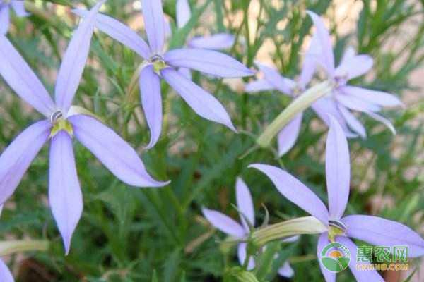 彩星花怎么種植？