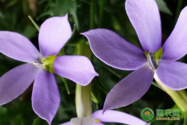 彩星花種植新技術(shù)