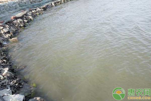 養(yǎng)殖水質(zhì)老化原因分析及水質(zhì)老化處理措施