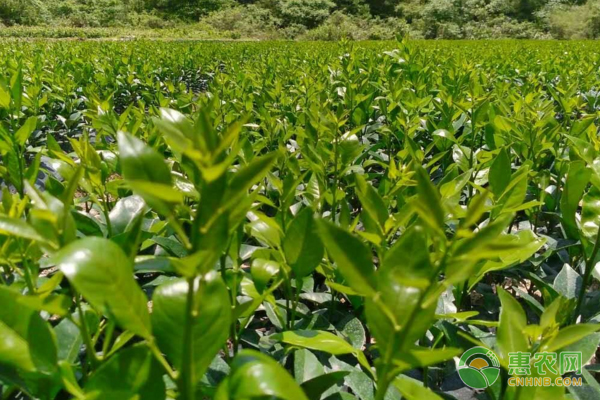 果樹整形修枝、人工授粉