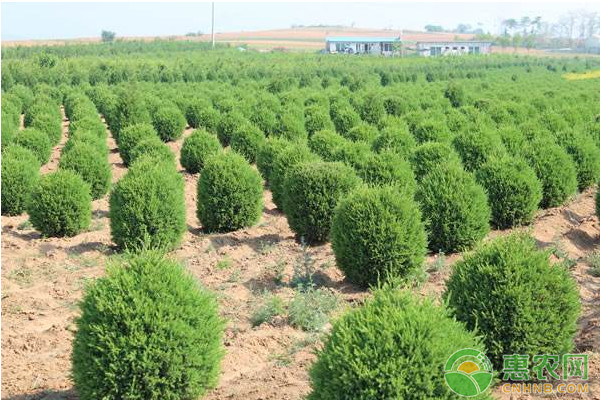 綠化苗木的培育方法及栽植管理技術