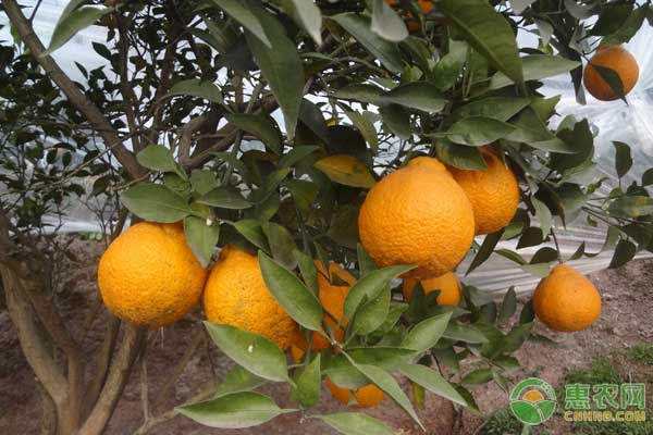 春季雜柑怎么管理？春季雜柑管理四大要點助您高產(chǎn)