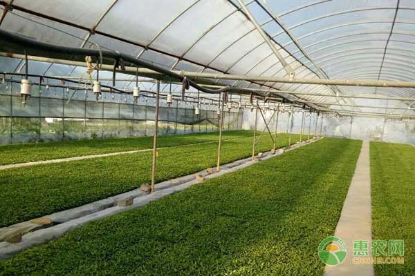 辣椒漂浮育苗出苗差怎么辦？四個措施提高出苗率