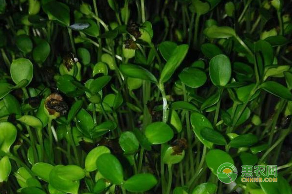 无土种植芽苗菜最常用基质<a href='https://www.cnhnb.com/t/39349.html' class='j-href' target='_blank'><span style='color:#FF8001'>珍珠岩</span></a>