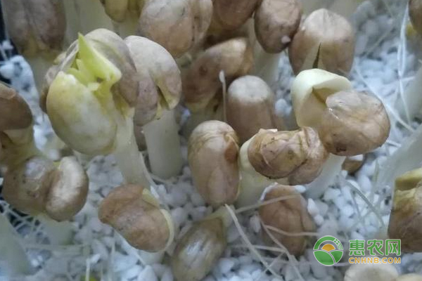 芽苗菜怎么种植