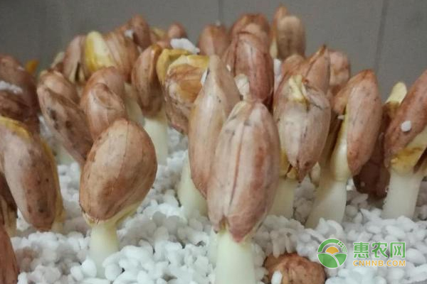 芽苗菜怎么种植？芽苗菜无土栽培技巧
