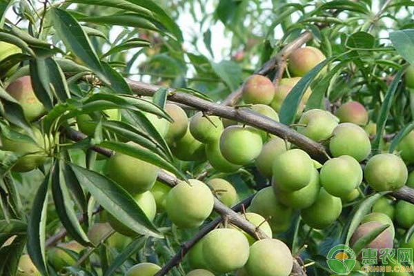 茵紅李怎么種植？茵紅李豐產(chǎn)<a href='http://www.indianredcrossassam.org/t/31411.html' class='j-href' target='_blank'><span style='color:#FF8001'>栽培技術(shù)</span></a>