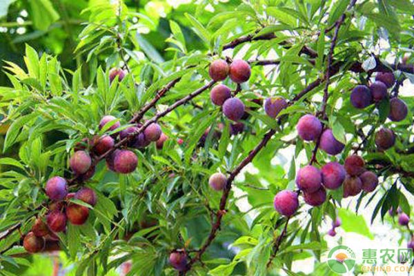 茵紅李怎么種植？茵紅李豐產(chǎn)栽培技術(shù)