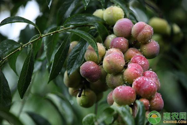 茵紅李怎么種植？茵紅李豐產(chǎn)栽培技術(shù)