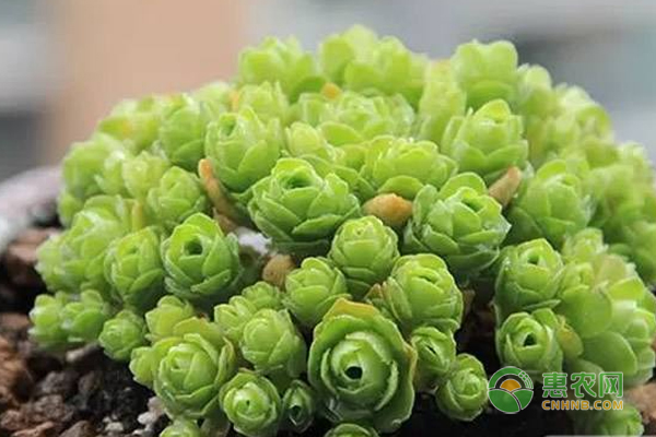 小玫瑰花多肉種植好方法