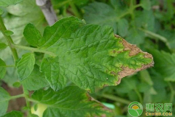 番茄葉片出現(xiàn)淡斑怎么辦？該如何防治？