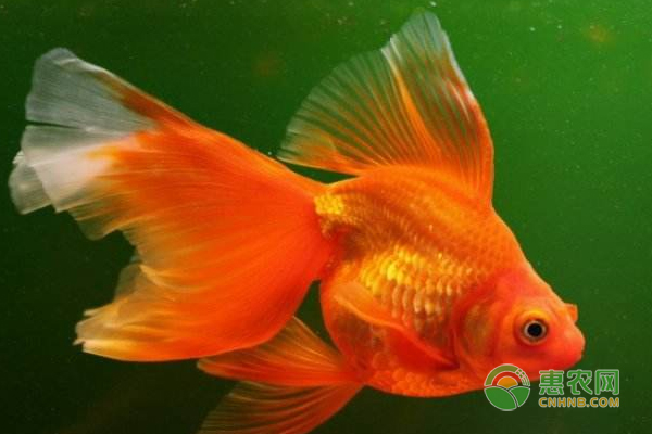 金魚怎么繁殖？怎么喂養(yǎng)？你知道嗎？