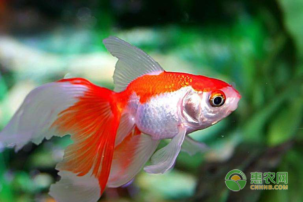 金魚怎么繁殖？