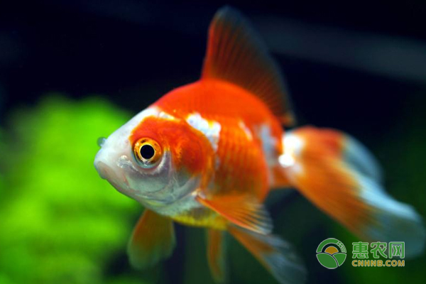 金魚怎么繁殖？怎么喂養(yǎng)？