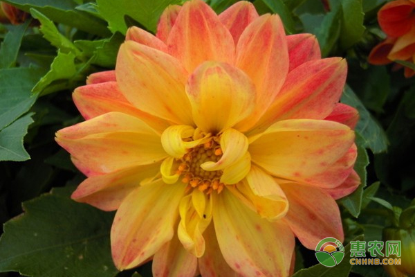 淺析小麗花養(yǎng)殖方法（附繁殖技術(shù)）