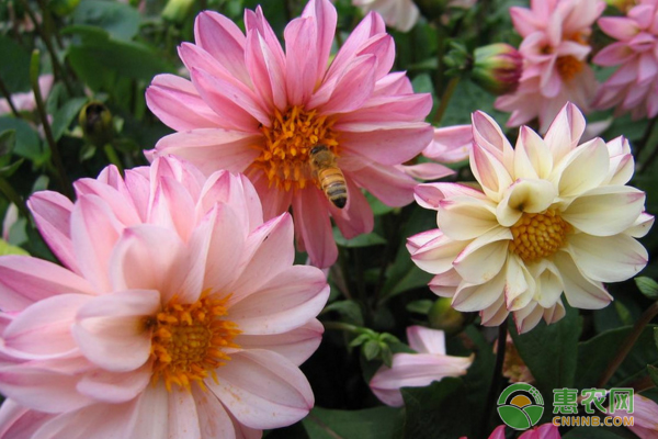 淺析小麗花養(yǎng)殖方法（附繁殖技術(shù)）