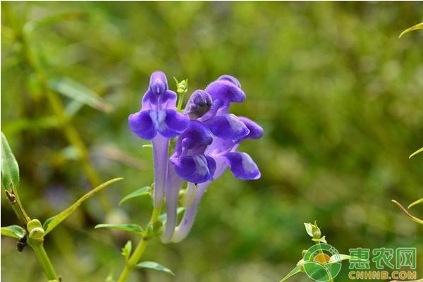 黃芩高產(chǎn)種植技術(shù)及市場(chǎng)效益分析
