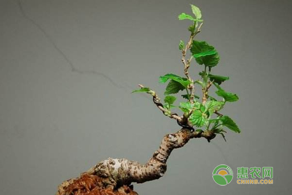 盆栽果桑怎么栽培？盆栽果桑栽培技術(shù)