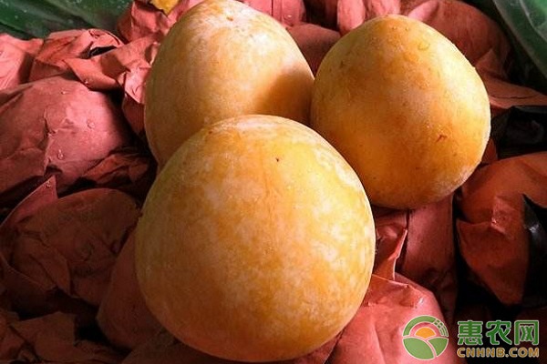 奈李如何實(shí)現(xiàn)高產(chǎn)種植？奈李高產(chǎn)種植技術(shù)要點(diǎn)