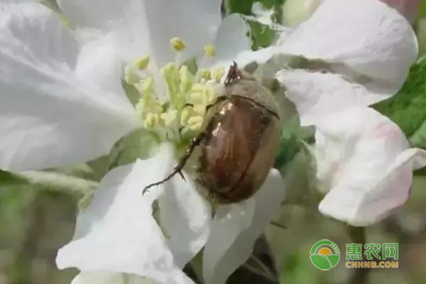 果園金龜子防治技術(shù)措施，金龜子是果樹的重要害蟲