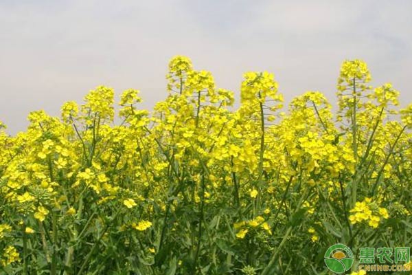 油菜菌核病、白銹病、霜霉病等常見(jiàn)病蟲害防治措施