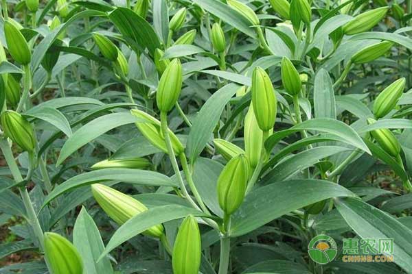 藥用百合怎么種植？藥用百合規(guī)范化栽培技術(shù)