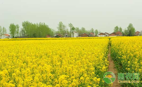 油菜菌核病、白銹病、霜霉病等常見(jiàn)病蟲害防治措施