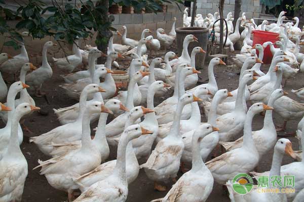 商品鵝怎么飼養(yǎng)管理？商品鵝的管理技術(shù)要點(diǎn) 