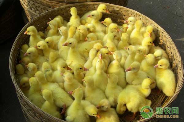 商品鵝怎么飼養(yǎng)管理？商品鵝的管理技術(shù)要點(diǎn) 