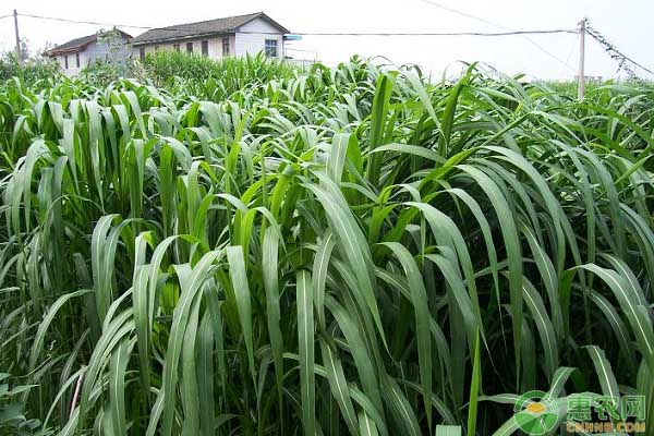 探究菌草有機(jī)肥的開發(fā)技術(shù)與利用