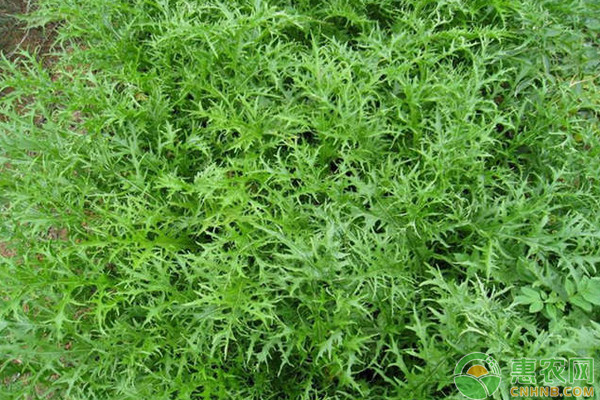 南方地區(qū)雪里蕻高產(chǎn)種植技術(shù)及病蟲害防治