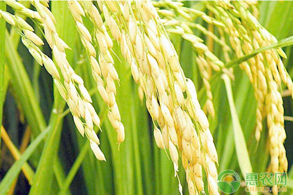 淺談提高水稻種植收益的有效措施