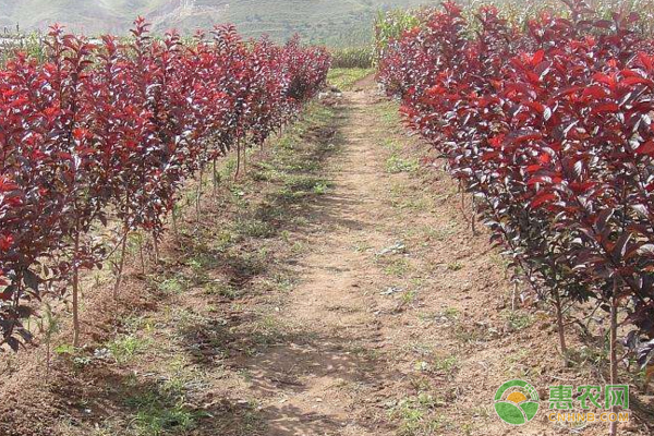 加拿大紅櫻三種繁殖技術(shù)講解（附病蟲害防治）