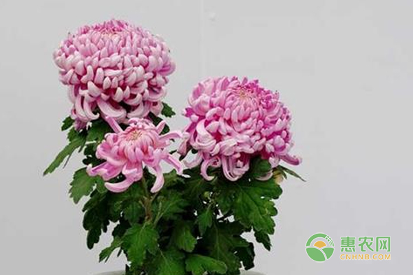 盆栽多本菊怎么栽培？
