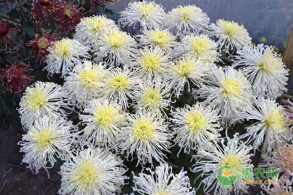 盆栽多本菊繁殖及病蟲害防治栽培技術(shù)！