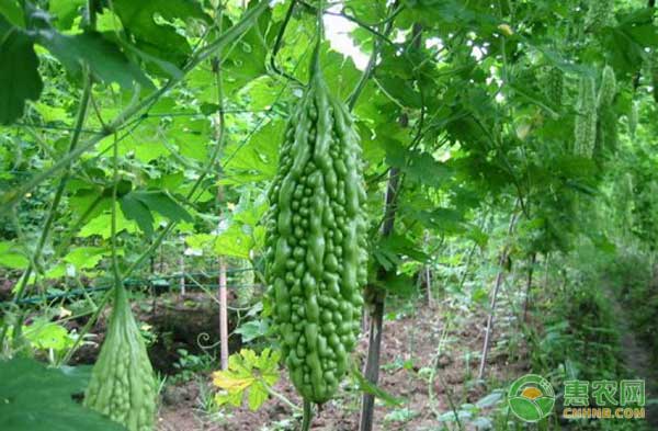 北方地區(qū)大棚苦瓜生產(chǎn)管理技術(shù)