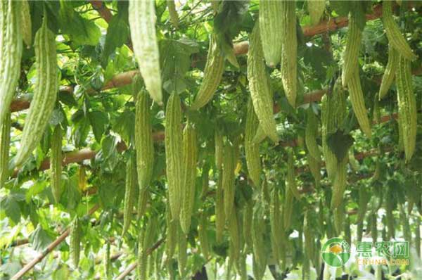 北方地區(qū)大棚苦瓜生產(chǎn)管理技術(shù)