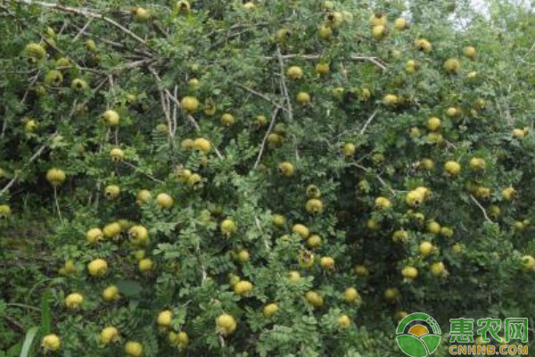 刺梨高產(chǎn)種植技術(shù)及病蟲害防治