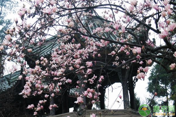 旱蓮修剪技術(shù)