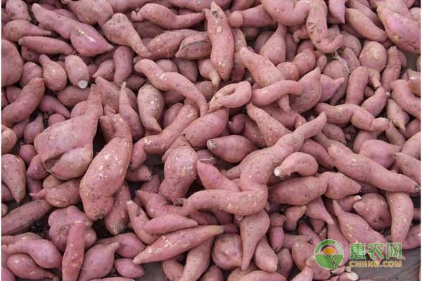 高淀粉型紅薯品種怎么選？高淀粉型紅薯品種介紹