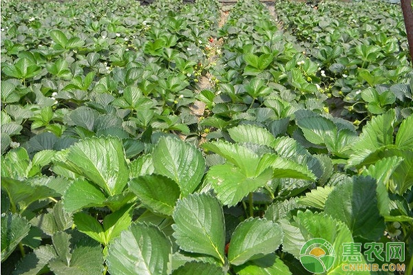 南方地區(qū)大棚草莓優(yōu)質(zhì)豐產(chǎn)栽培技術(shù)